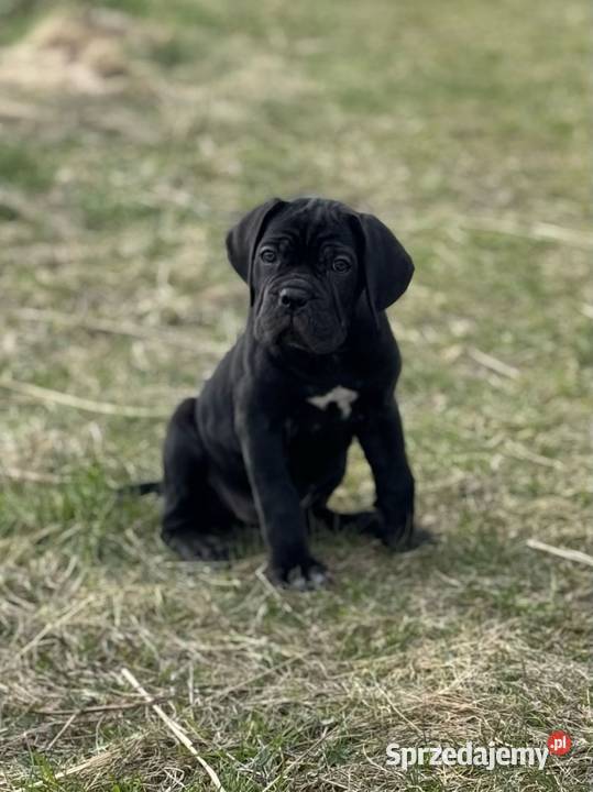 Piękna suczka Cane Corso ZKwPFCI