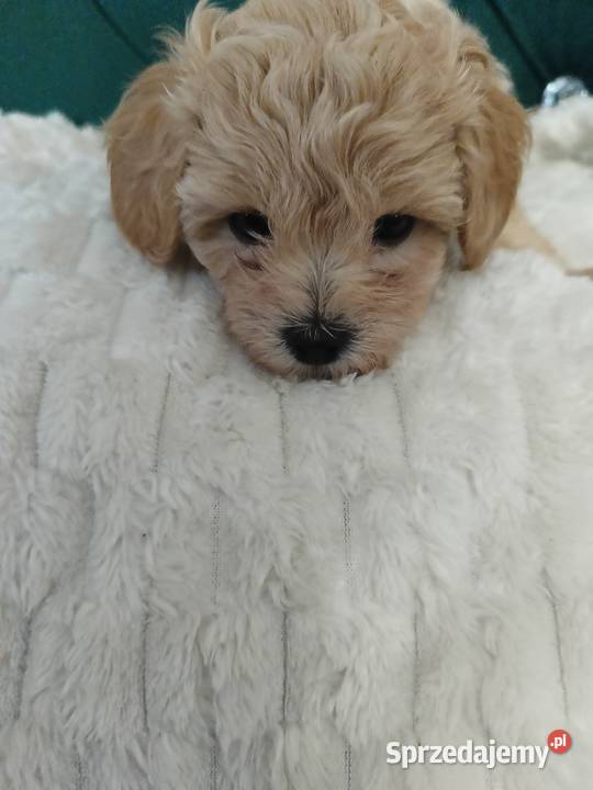 Suczka maltipoo