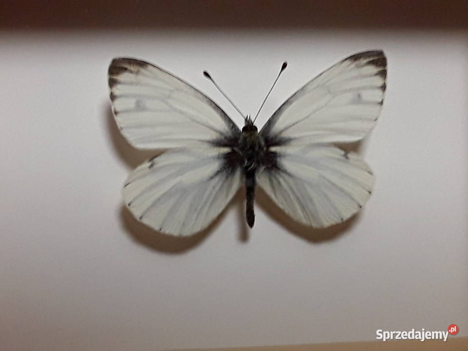 Motyl w ramce 10 x 8 Pieris napi Bielinek Szczecin