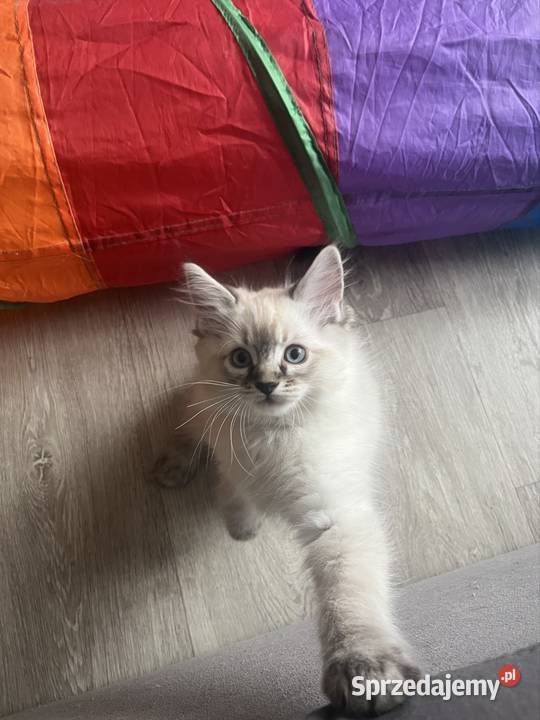 Kotki ragdoll Ragdoll Bielsko-Biała