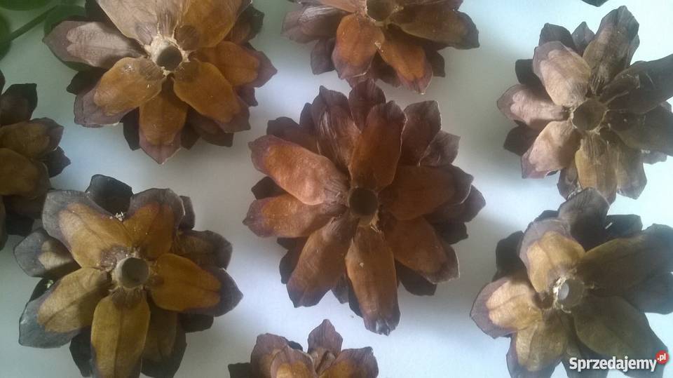 KWIATKI z szyszek sosnowych 1200 komplet Gdańsk