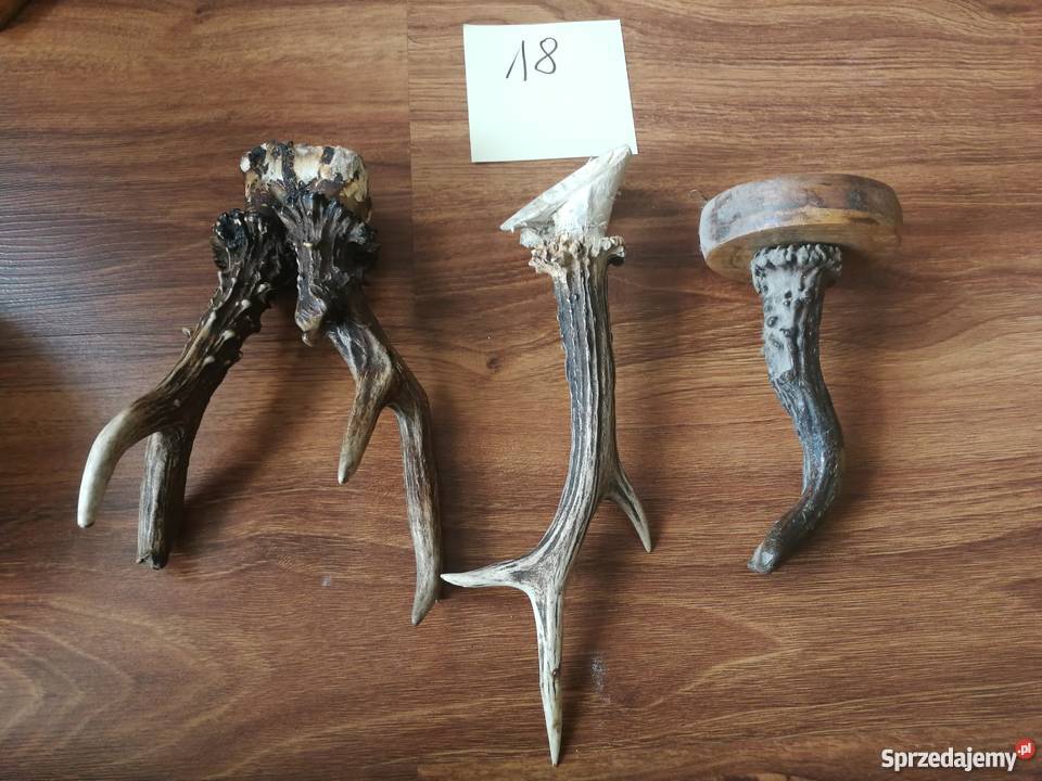 Poroża kozłów i szable dzika Łódź sprzedam