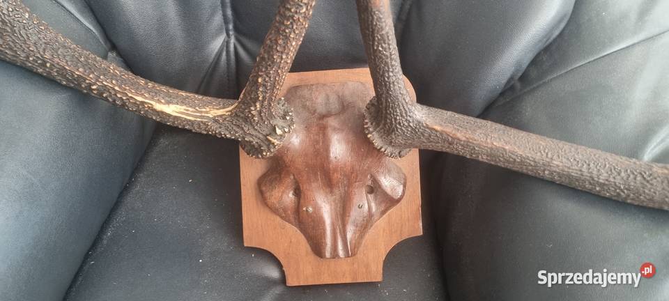 Poroże Jelenia Kraków