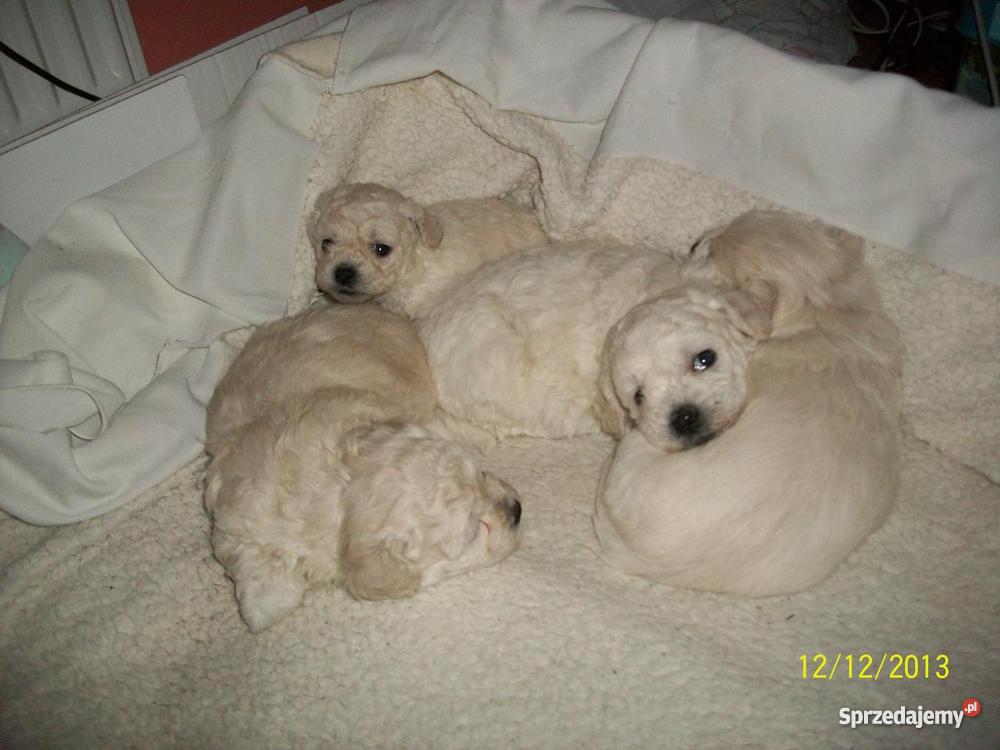 maltańczyki Olsztyn