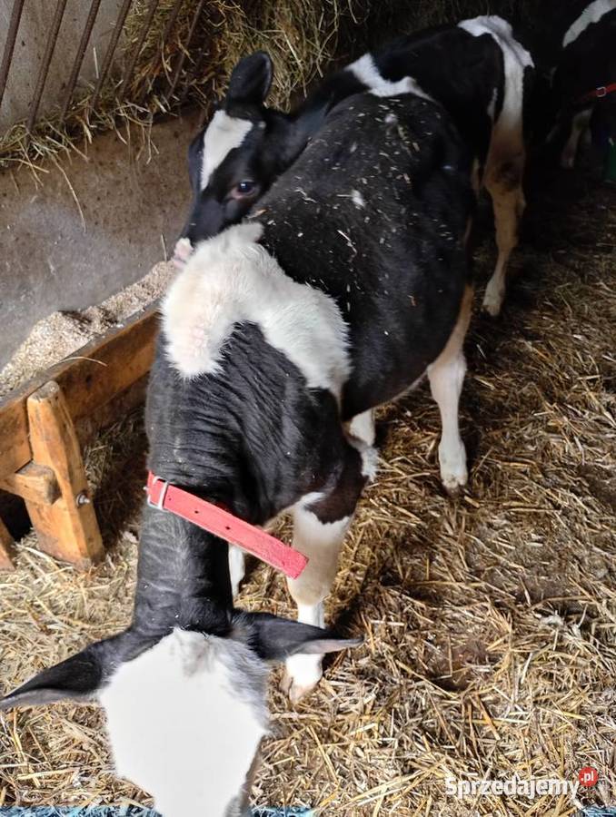 Jałoweczki 4 miesiące Bydło Mzurowa