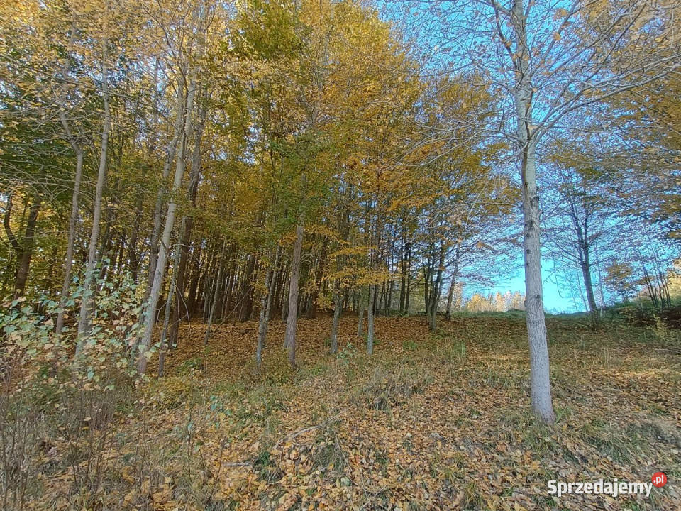 Działka 3000m2 Gromadzin sprzedam