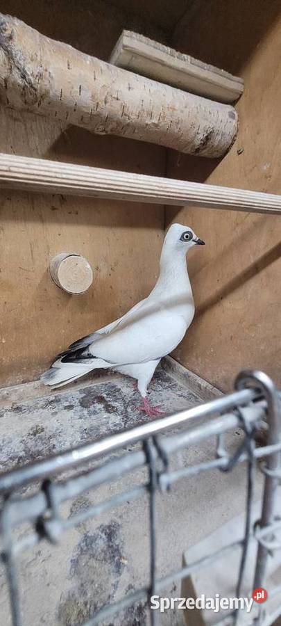 Gołębie wiedeński lotny Ptaki Skierniewice