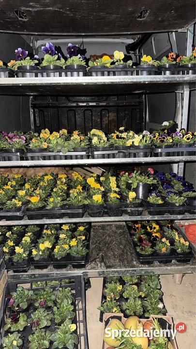 Pomoc Drogowa Auto Laweta