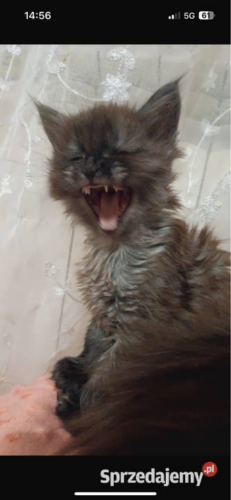 Maine coon dymny sprzedam