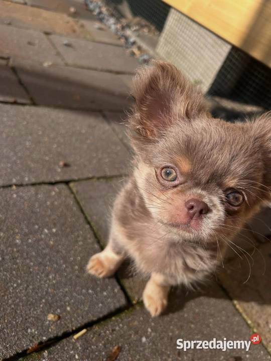 Szczenięta chihuahua na sprzedaż Wrocław