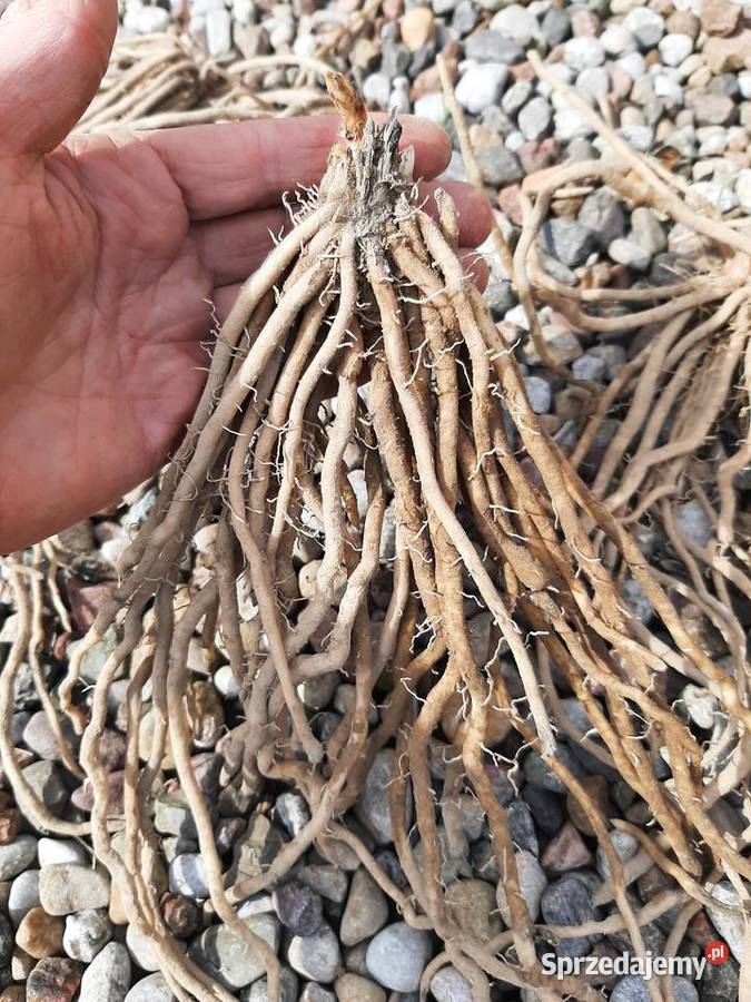 karpy szparaga szparagi kujawsko-pomorskie Borówno