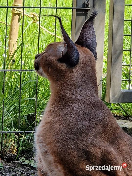 Karakal stepowy łąc Caracal caracal piękna Katowice
