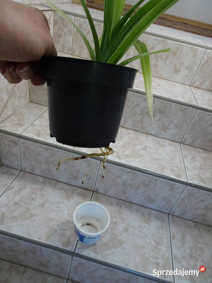 Pandan mazowieckie sprzedam