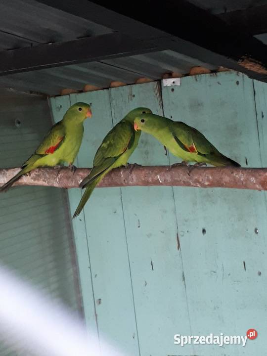 Papugi czerwonoskrzydłe krasnopiórki Skała sprzedam