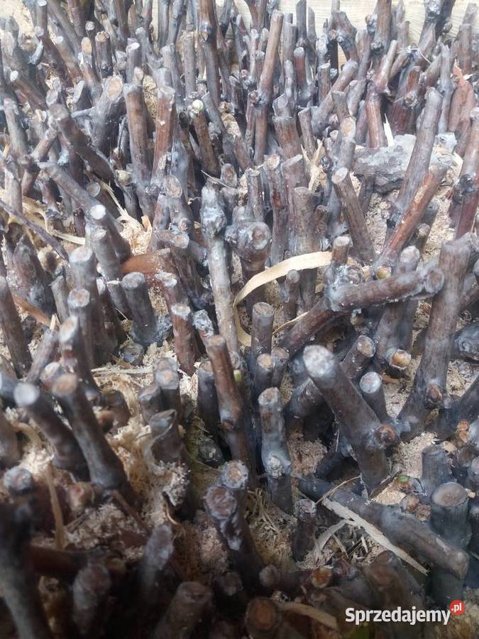 ukorzenione sztobry winorośli lubelskie Lublin