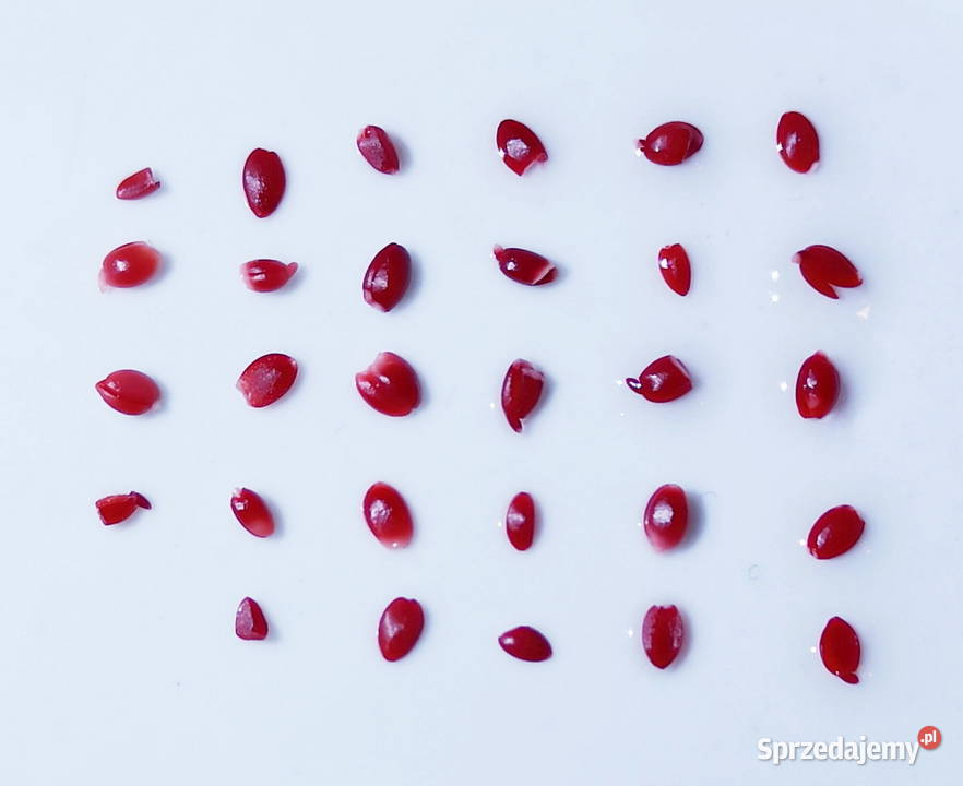 NASIONA Katalpa zwyczajna Surmia zwyczajna Rośliny