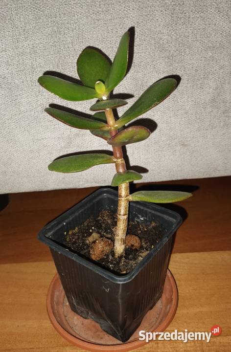 Grubosz crassula drzewko szczęścia 4 kwiat Warszawa