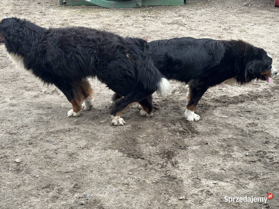 Berneński Pies Pasterski Otałęż