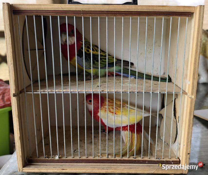 Rozella białolica Czerwionka-Leszczyny