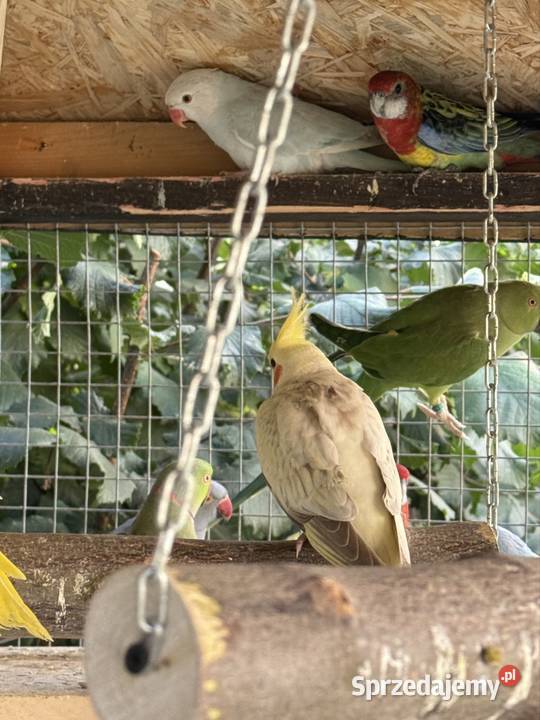 Rozelle białolice Trzebnica