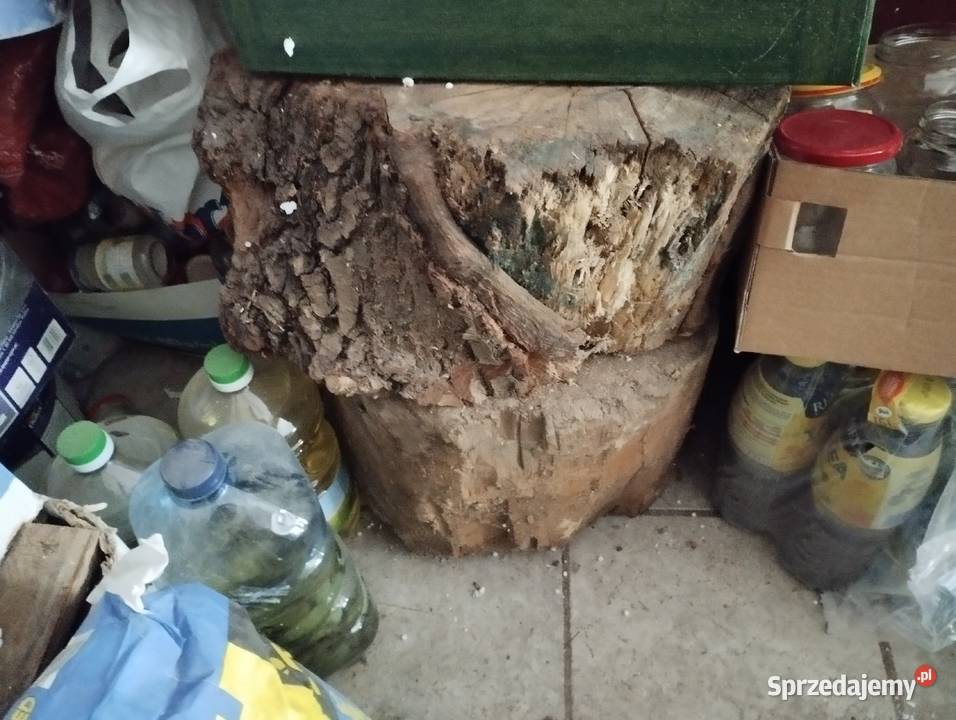 drzewo do kominka grilla piknik i nie opał Poznań sprzedam