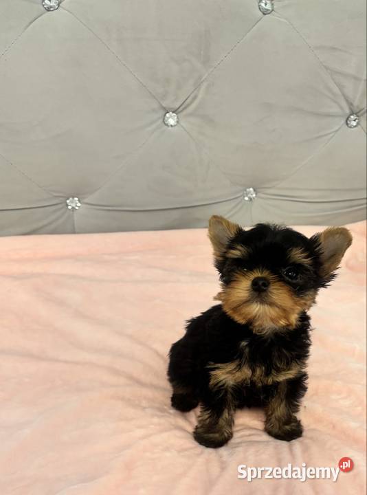 Yorkshire terrier mini York lubuskie Gorzów Wielkopolski