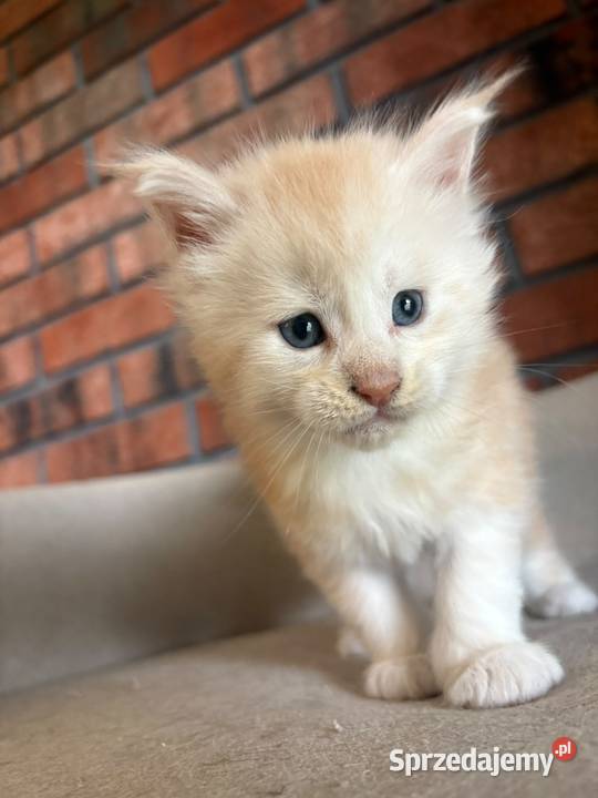 Maine Coon Oskar Szembruk
