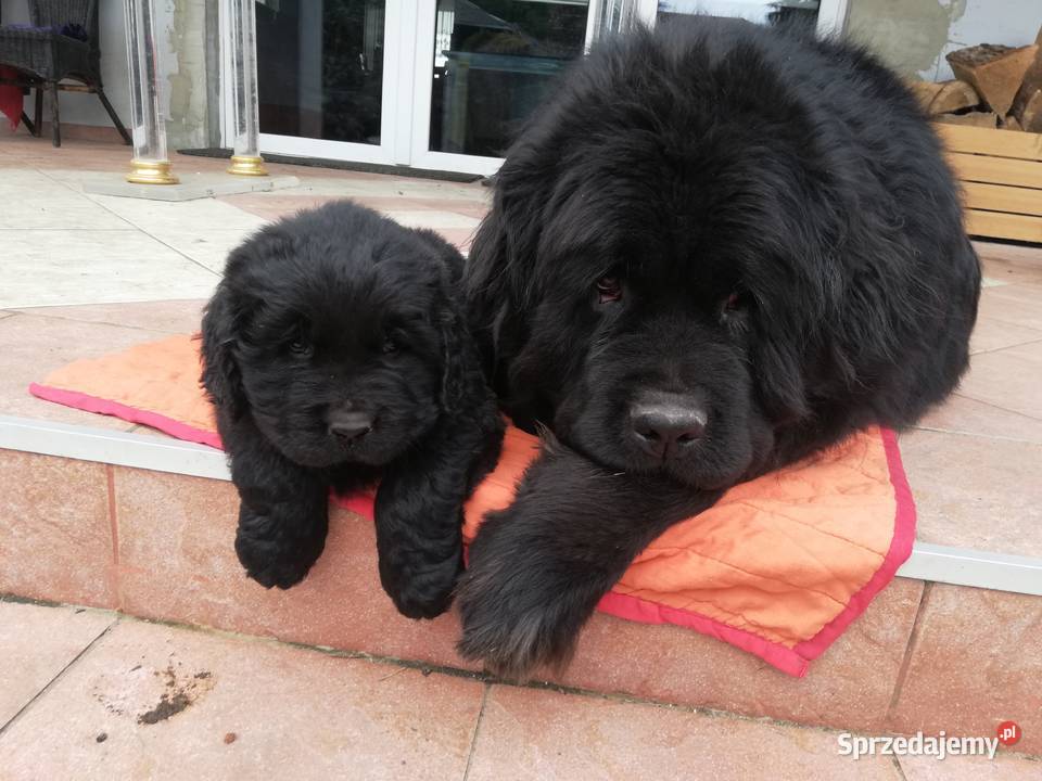 Nowofundlandy Leszno