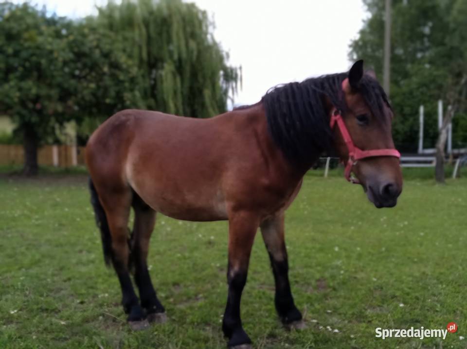 Sprzedam wałacha Murowana Goślina