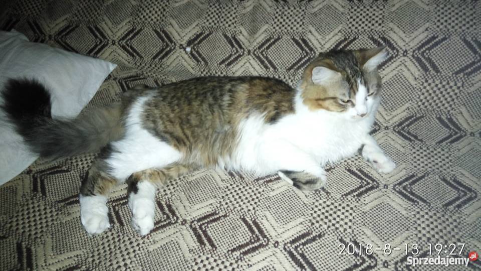 Oddam Pół rasowe kocięta Ragdoll lubelskie Chełm