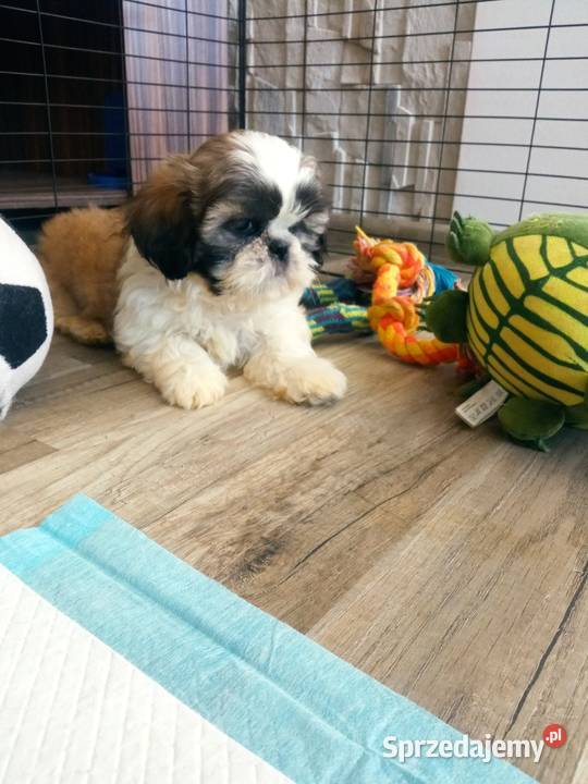 Shihtzu pieski i suczki Dębica sprzedam