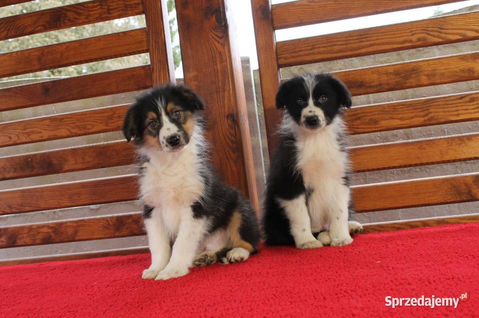 Sprzedam śliczne szczeniaki Border collie Radwan