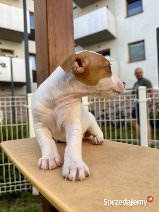 Uroczy Jack Russell Terrier z rodowodem Poznań