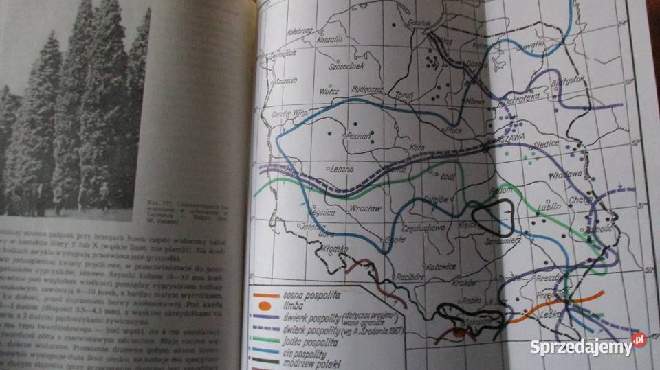 Botanika leśna Tomanek botanika las biologia Łódź sprzedam