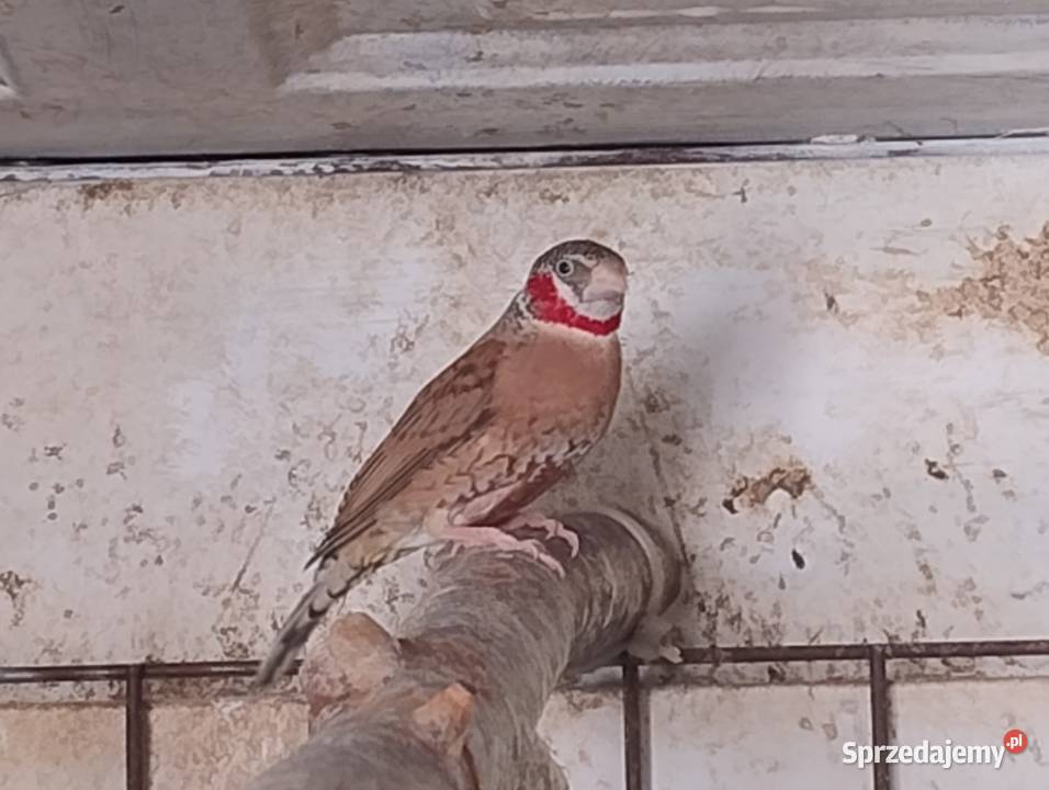 Amadyna Obrożna samiec Blachownia