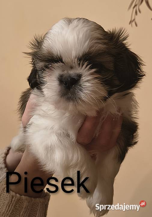 Szczenięta shih tzu z rodowodem Zwierzęta Zwoleń
