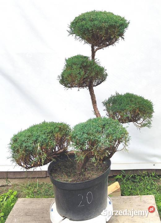 Bonsai Niwaki Jałowiec sabiński Mas Medynia Łańcucka sprzedam