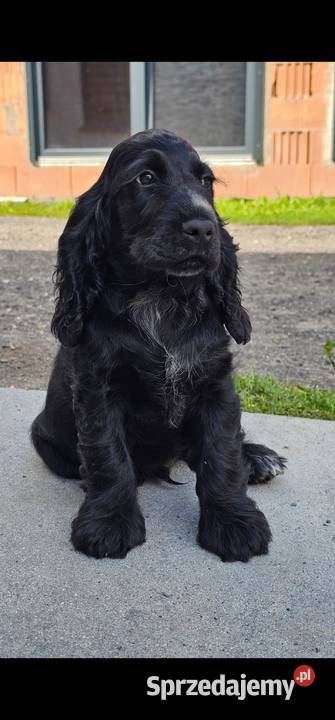 Cocker Spaniel Angielski