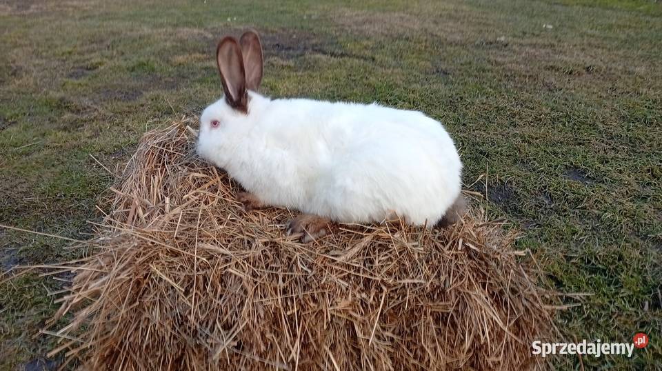 Krolik Kalifornijski samiec Sokołów Małopolski