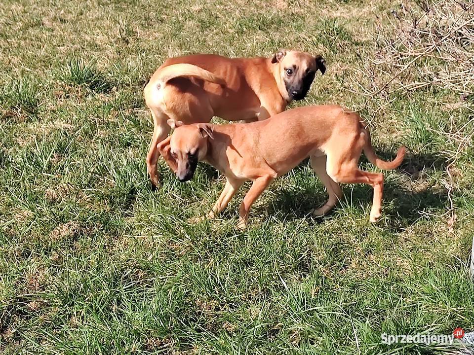 Xolo Meksykańczyk Radomsko