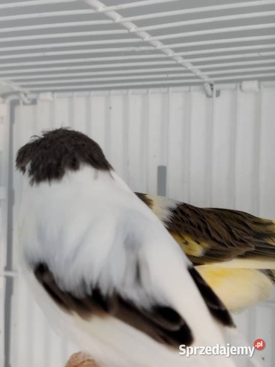 Kanarki Gloster 24 25 r Pary