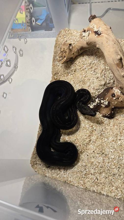 Boa cesarski img co motley het leopard Szczecin