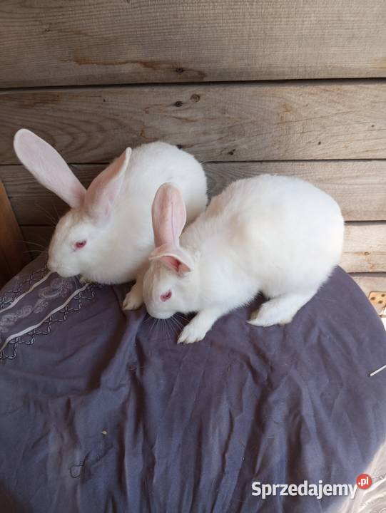 Króliki Termondzkie samice i samce młode i lubelskie sprzedam