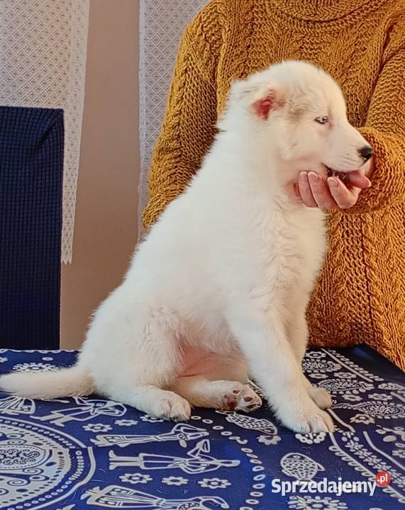 Szczeniaki Lajka Jakucka świętokrzyskie Smyków