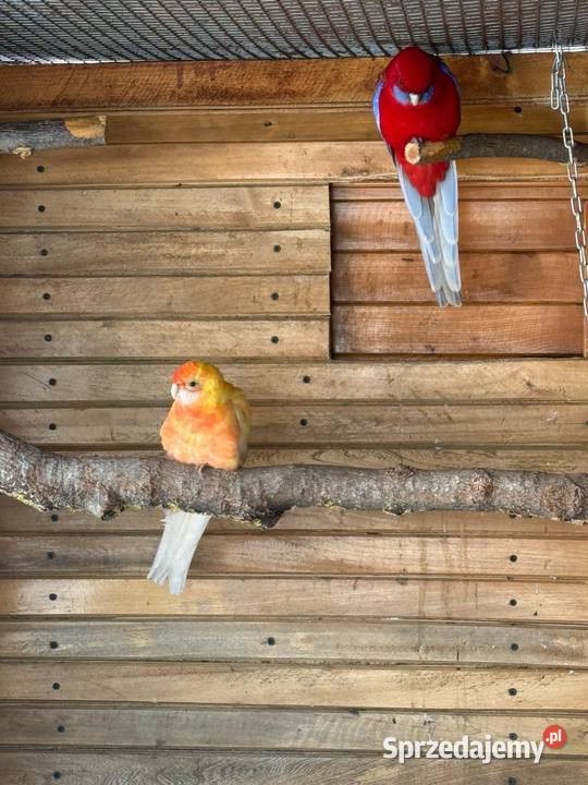 Rozelle królewskie świergotki mazowieckie