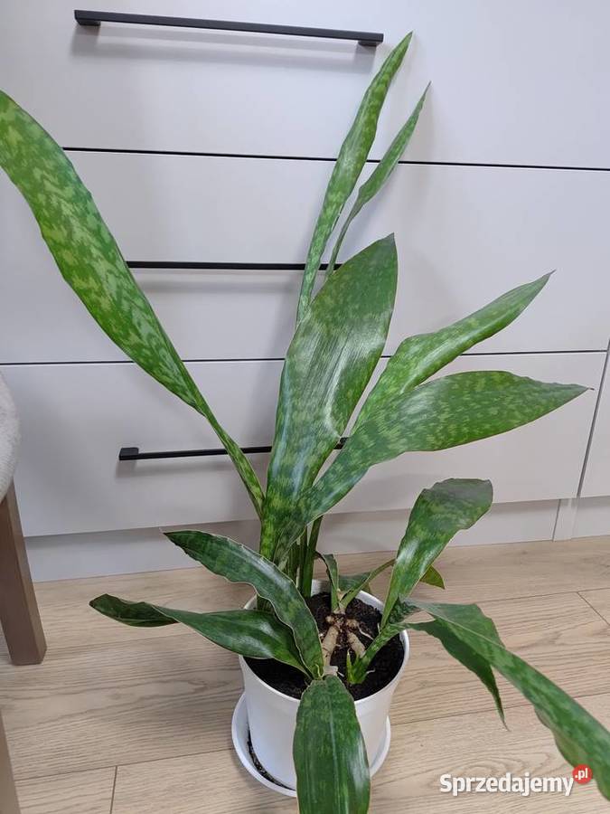 Sanseveria Aubrytiana Dragon podkarpackie Orły