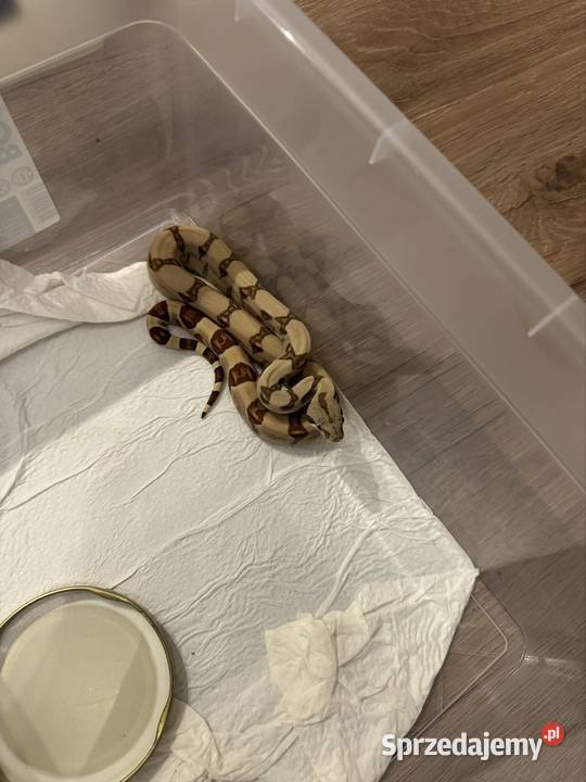 Węże boa imperator