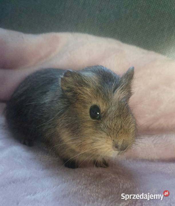 Świnki morskie młode Turobin