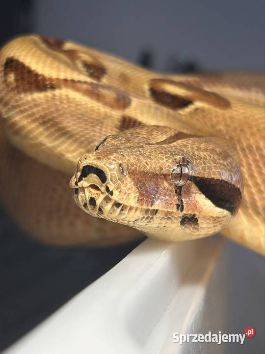 Boa constrictor super salmon