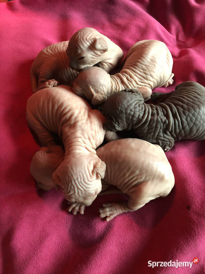 SPHYNX CANADIAN Sfinks Kanada Warszawa Sosnowiec Sfinks sprzedam